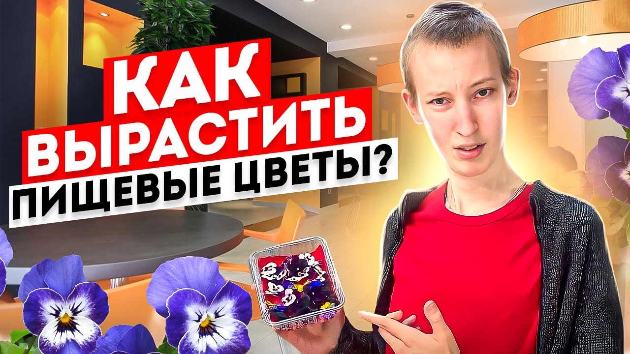 Пищевые цветы Виолы это легко!? Как вырастить пищевые цветы?
