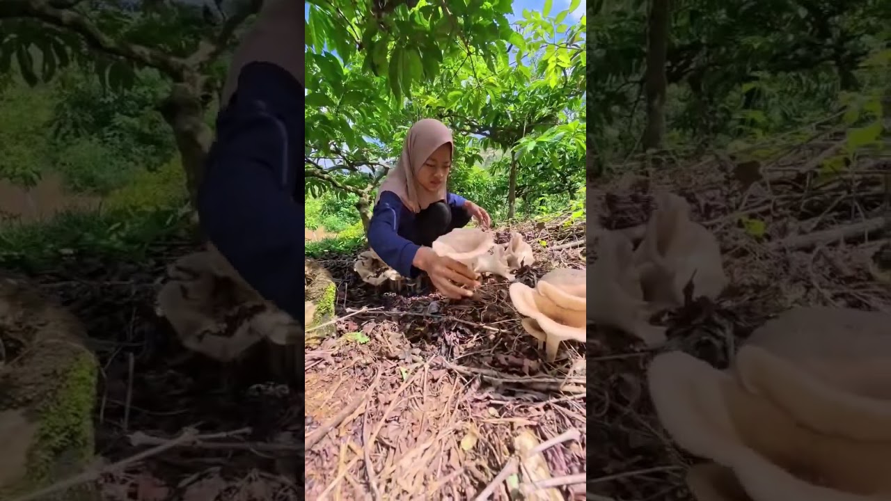 Rezeki nomplok jamur raksasa😍