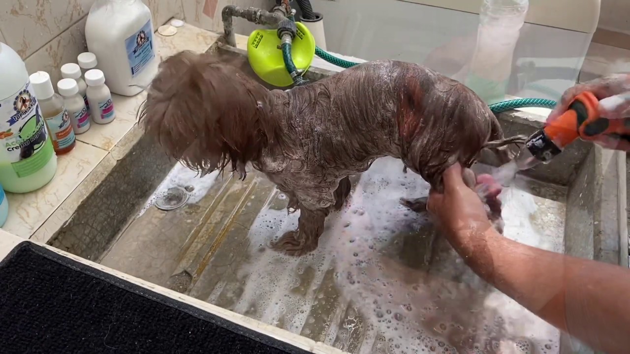 Cómo bañar a un perro que tiene otitis | SENCILLO Y FÁCIL | La Casita de los Shih Tzu
