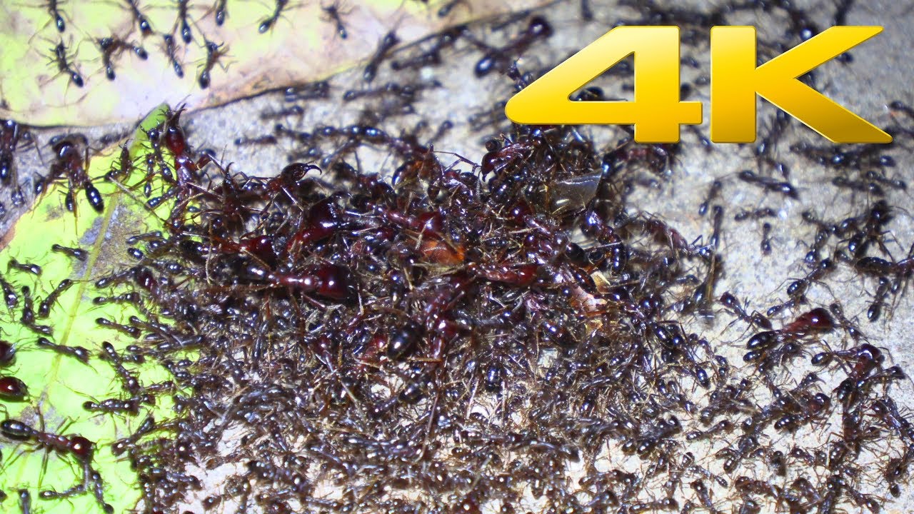 4K | African Army Ants (world's greatest raid)