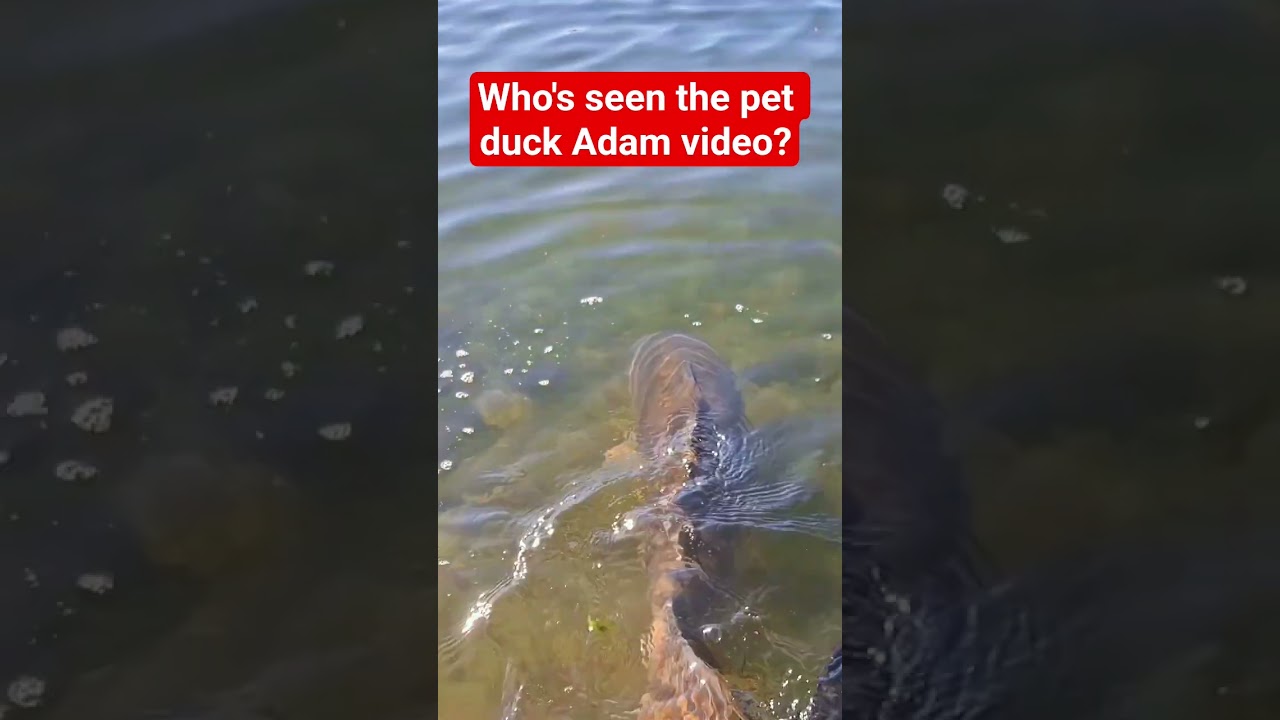 Funny (ish) fishing take on the pet duck Adam video 