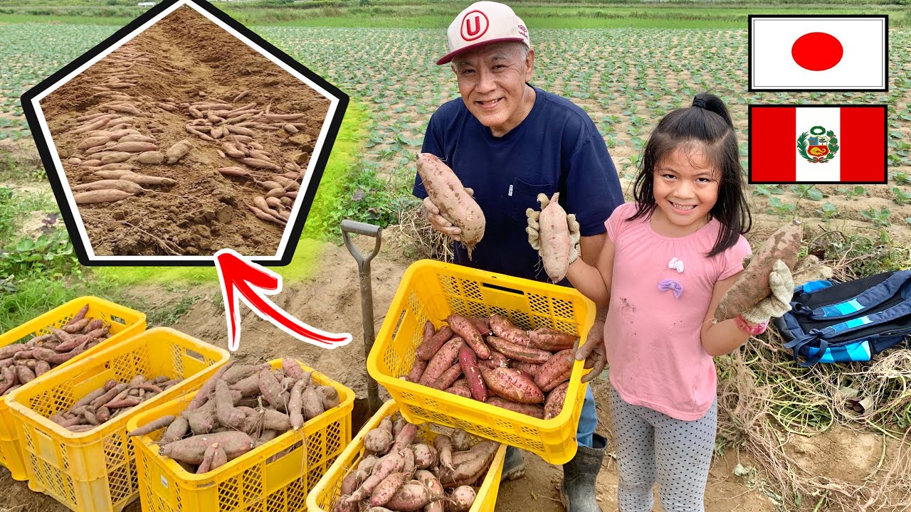 AGRICULTOR PERUANO COSECHANDO CAMOTE AMARILLO en JAPON 🍠👨‍🌾 🇵🇪🇯🇵