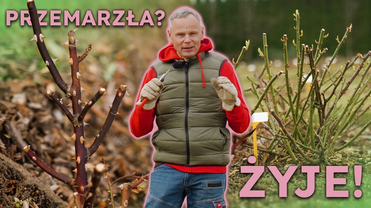 Wiosenne cięcie r&oacute;ż w 5 minut? Tak, jeśli zrobisz TO jesienią!