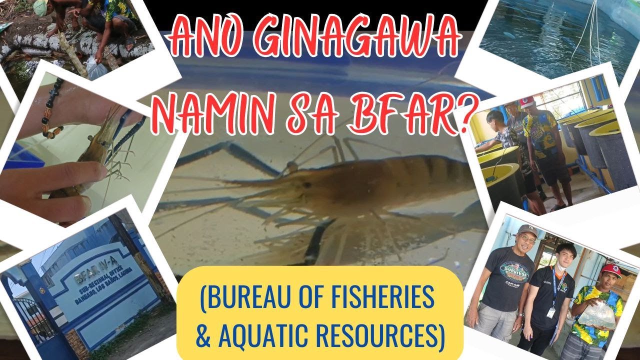 PAANO MAGUMPISA MAGALAGA ng ULANG (Freshwater Prawns)