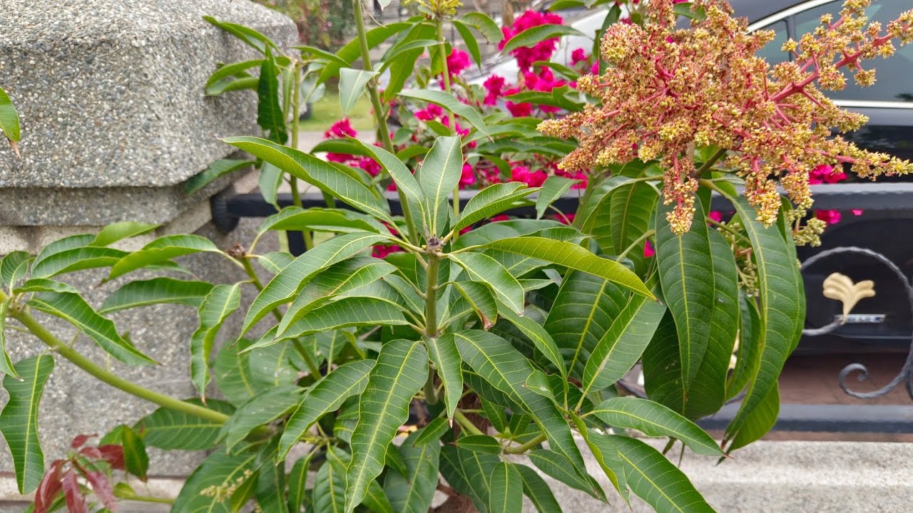 盆栽芒果開花時記得要做的一件事才會順利結果 Potted mango need to do this to get fruit.