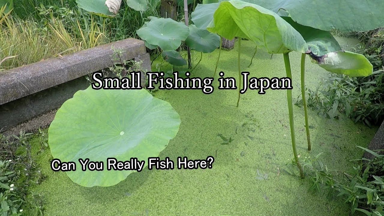 Can You Really Fish Here? Traditional Small Fish Fishing in Japan’s Countryside.