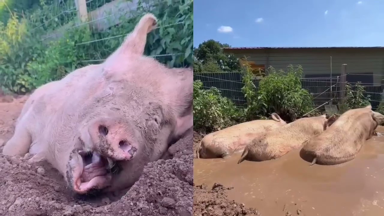 Tatis Farm - Ein Zuhause für gerettete Tiere 💚 I #missiontierschutz