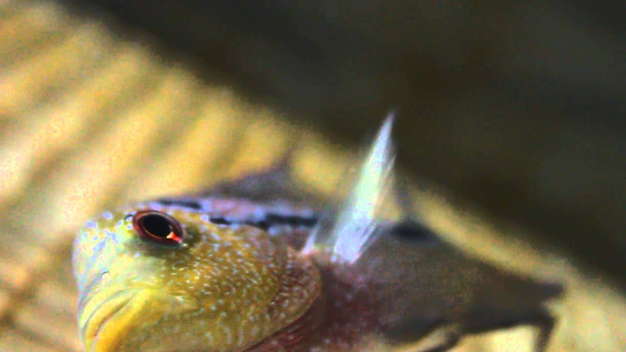 F3 PEARL MALE - MEGA CICHLID (blaaze)