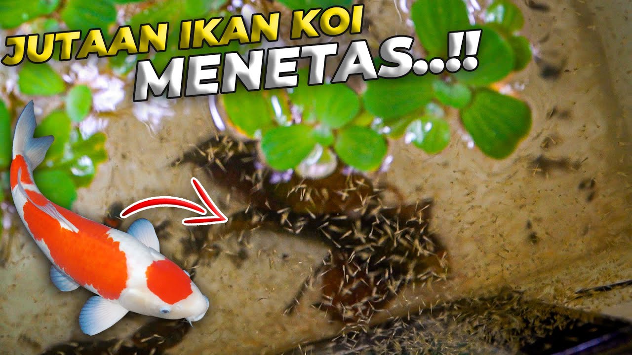 GAK NYANGKA TERNYATA IKAN KOI GUE MENETAS JUTAAN EKOR