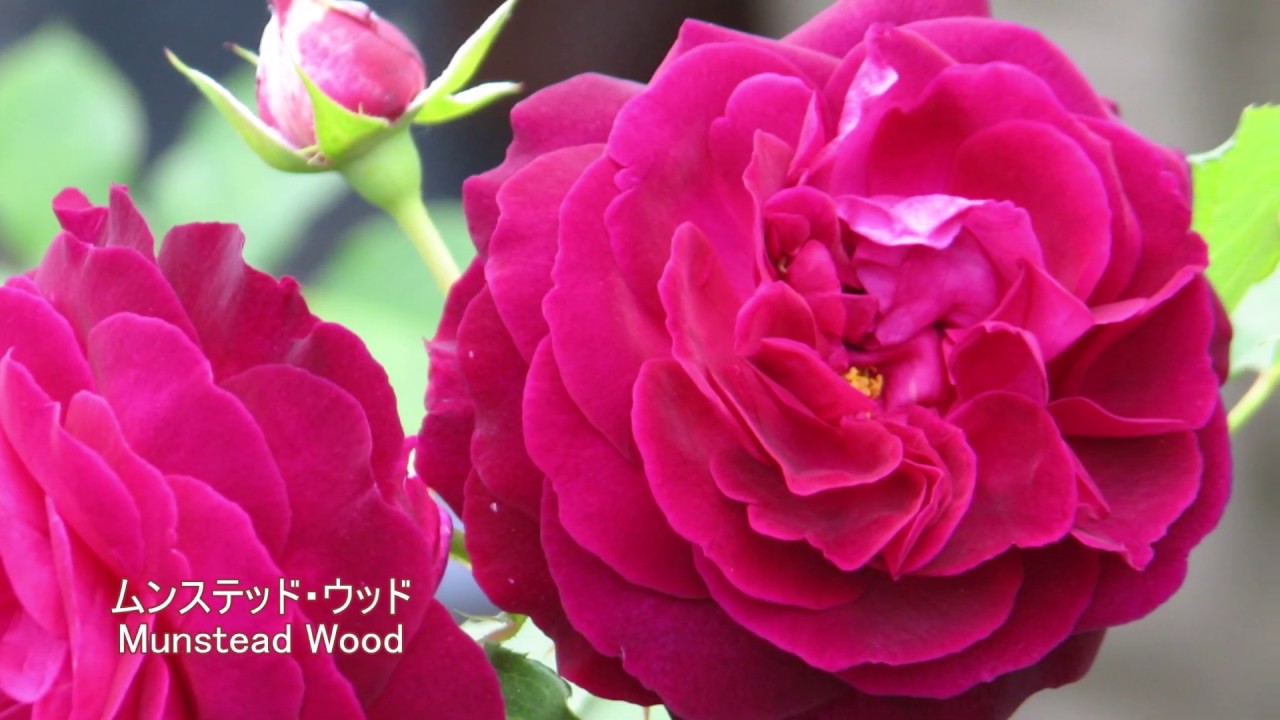京成バラ園　英国で育成されたバラ　バラ図鑑　Rose bred in United Kingdom