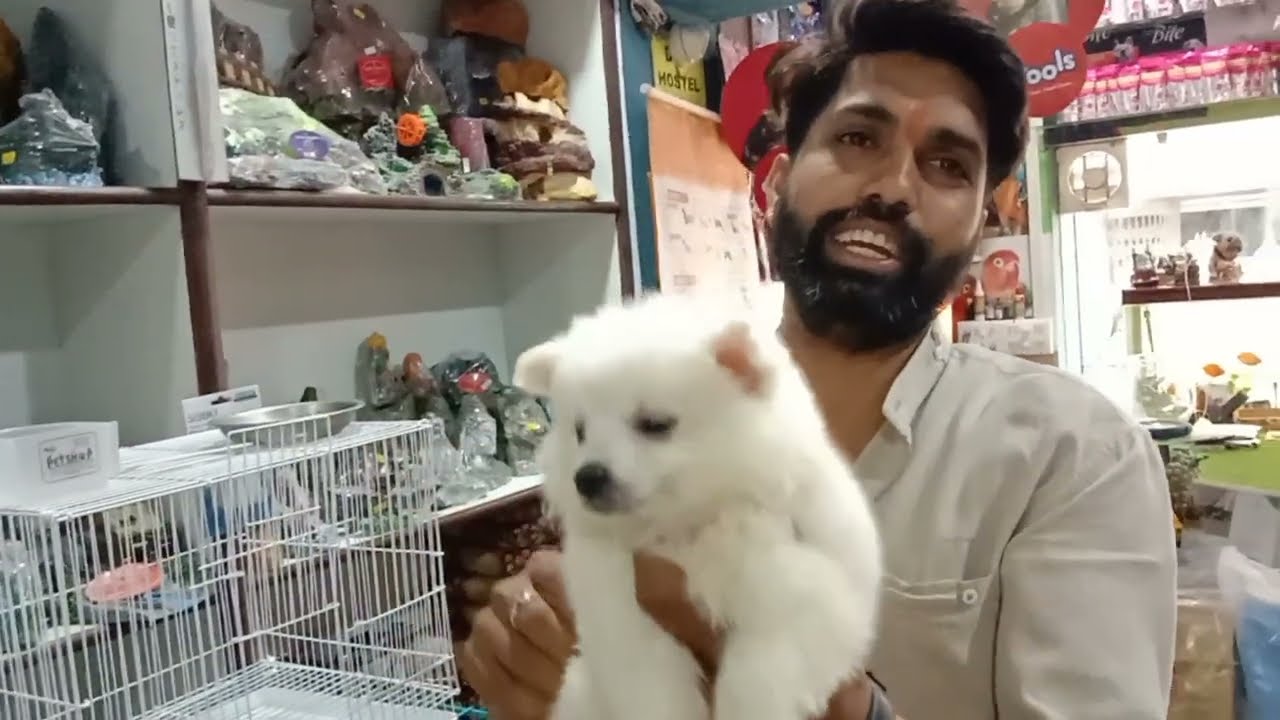 राजस्थान भीलवाड़ा का सबसे बेस्ट पेट शॉप सबसे कम दाममैं🦜🐕🐈🐒!!होम डिलीवरीmo.9079044576 #bhilwara #pets