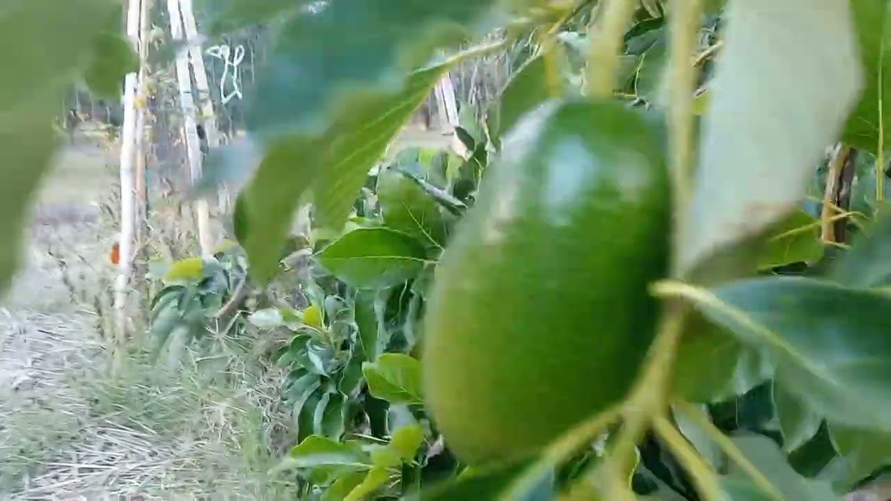 Ho ritrovato alcuni Avocado caduti a terra 🥑 Piantagione Vasto 