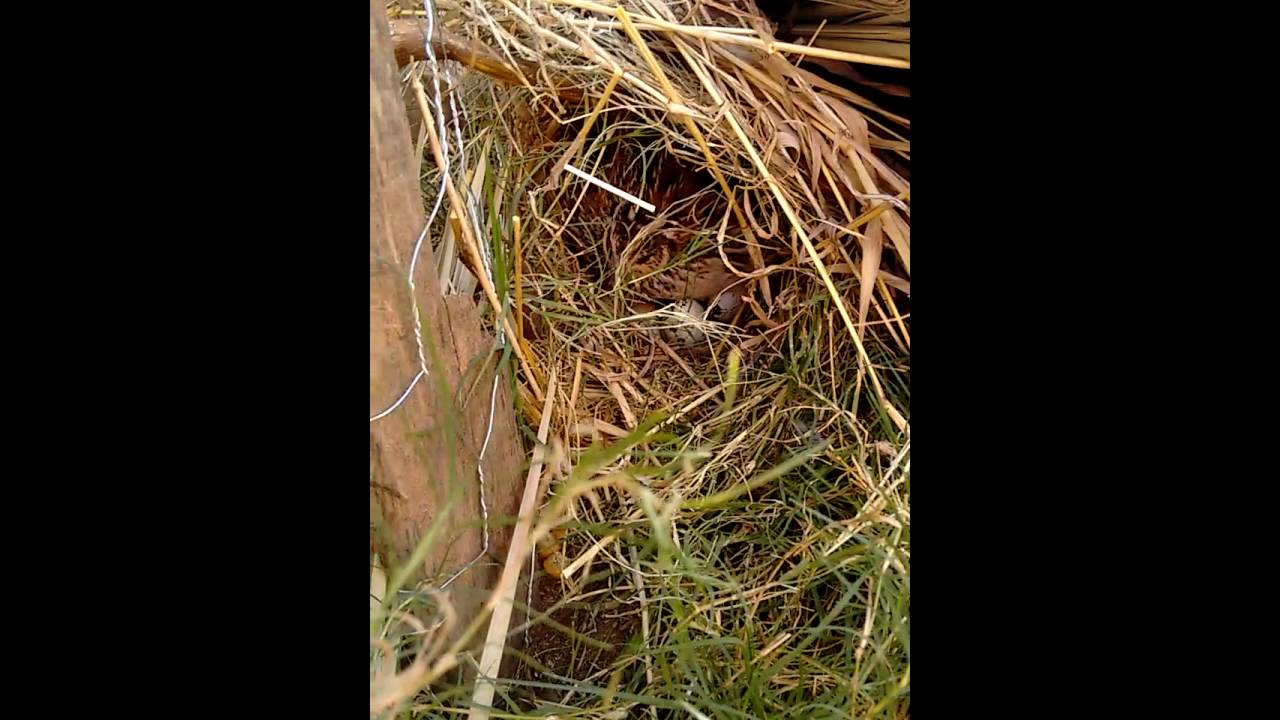 Codorna japonesa reprodu&ccedil;&atilde;o natural