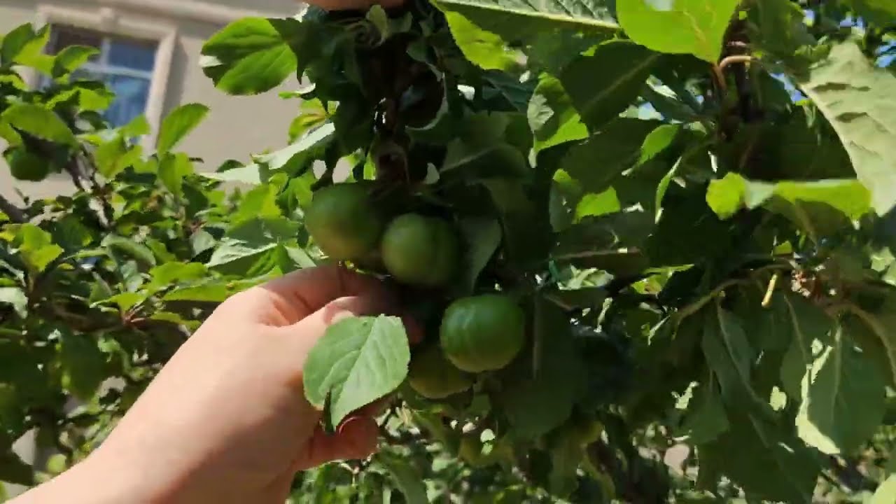 Green cherry harvest