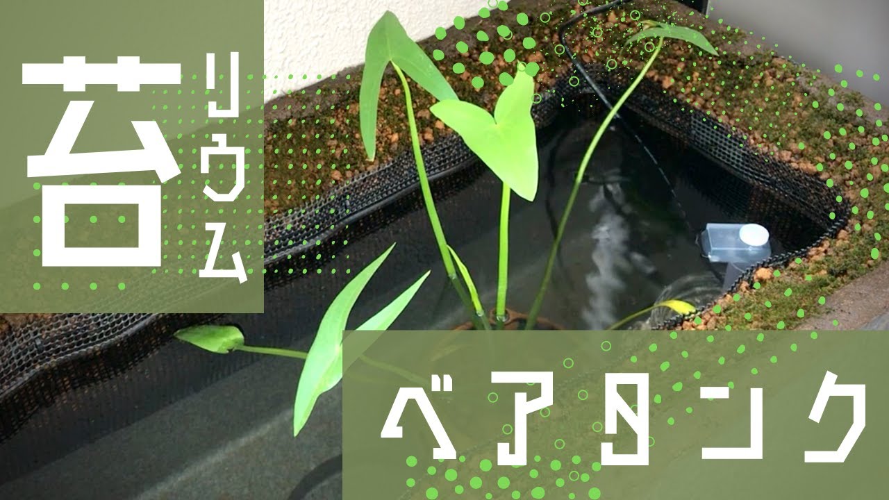 【初心者ビオトープ】初めての水槽立ち上げはベアタンクで赤玉土を使った苔リウムな屋外発泡スチロール水槽