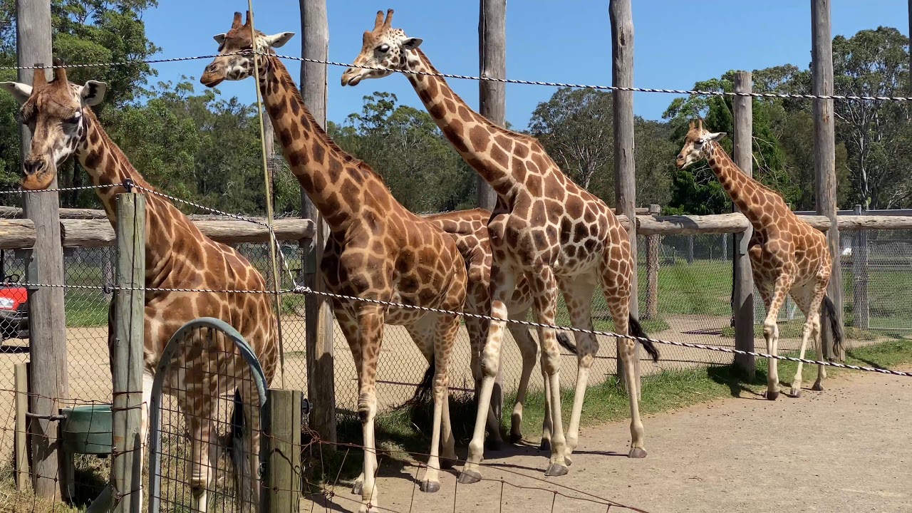 Batemans Bay and Mogo Zoo Wildlife Park, NSW, Australia