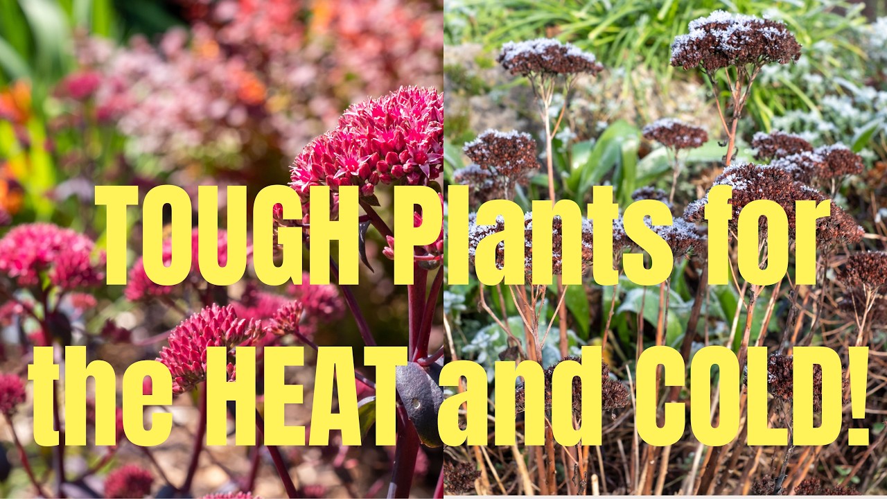 “Best Heat- and Cold-Tolerant Perennials for Texas Gardens.”