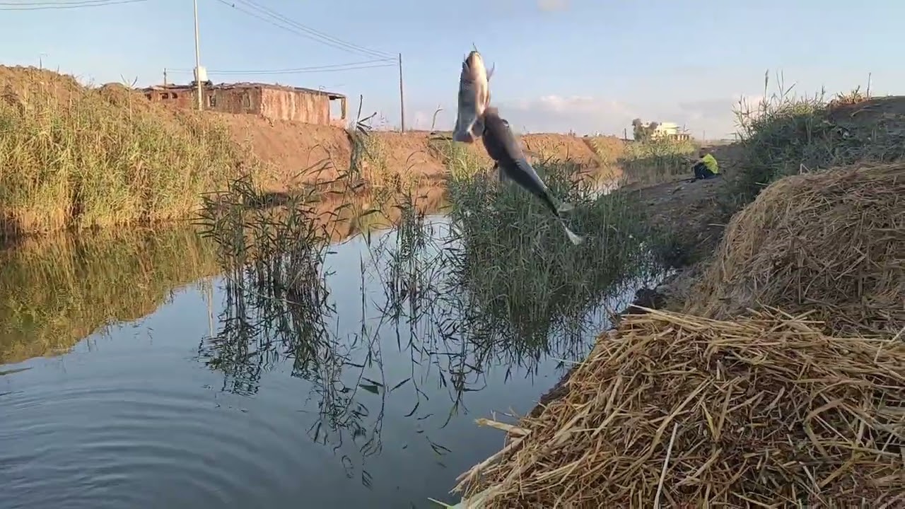 متعة صيد سمك البلطى. وكله بما يرضي الله. 