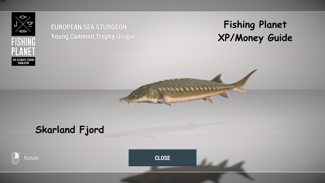 European Sea Sturgeon Guide | Skarland Fjord Fishing Planet