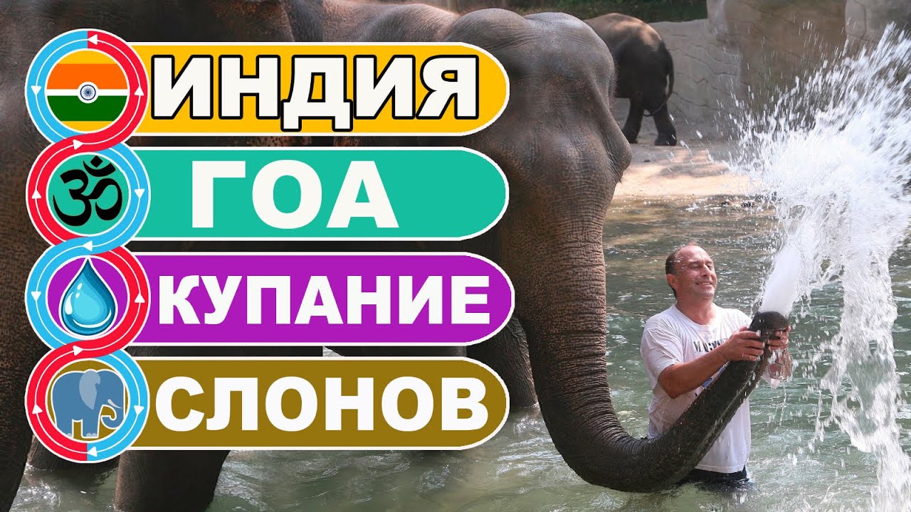 Индия Гоа / Душ и купание слонов с туристами / JUNGLE BOOK PARK