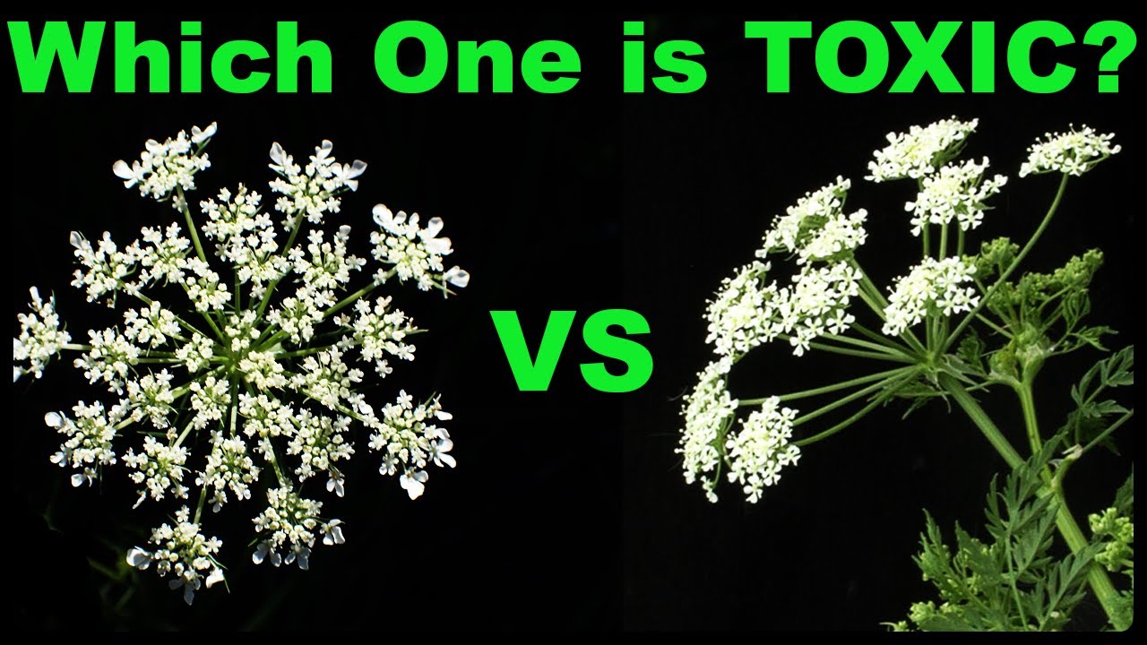 Don't Mistake Wild Carrot for Its Deadly Cousin!