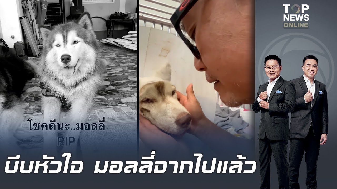 บีบหัวใจคนรักสุนัข 