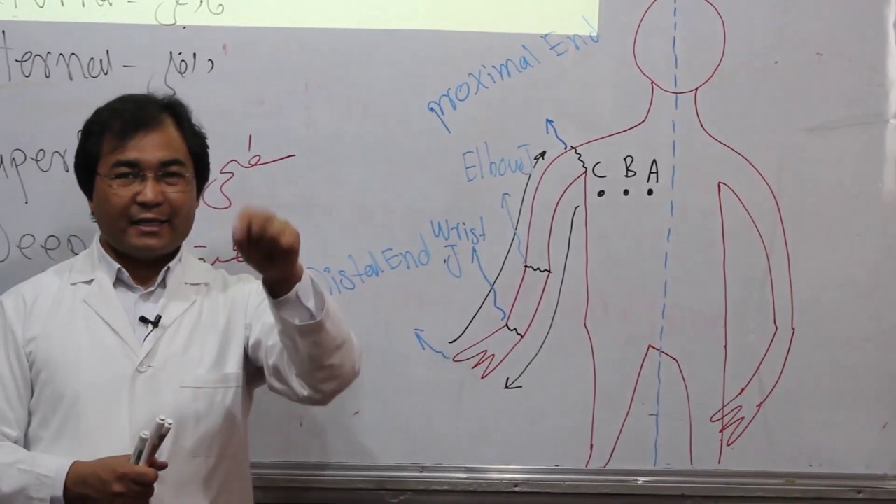 Anatomy| Anatomical Positions | Anatomical Terminology |Lecture 2|  اناتومی | اصطلاحات اناتومی |