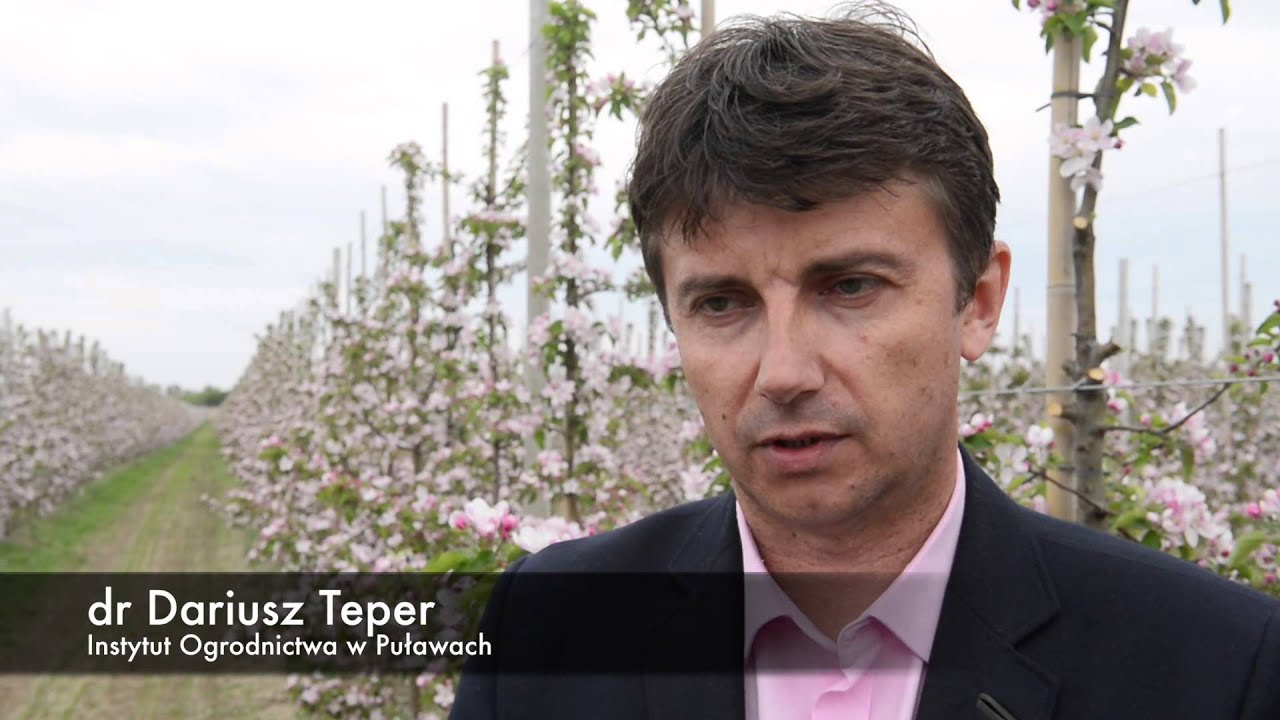 Murarka zapyla rośliny sadownicze