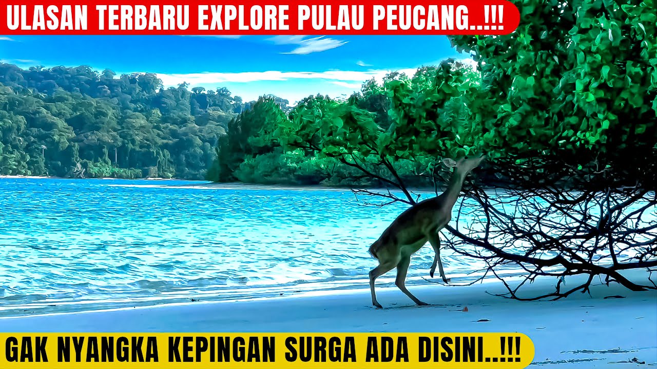 TRIP PULAU PEUCANG..CEK RESORT INI DULUUU..! Nikki Peucang Resort | Wisata Banten