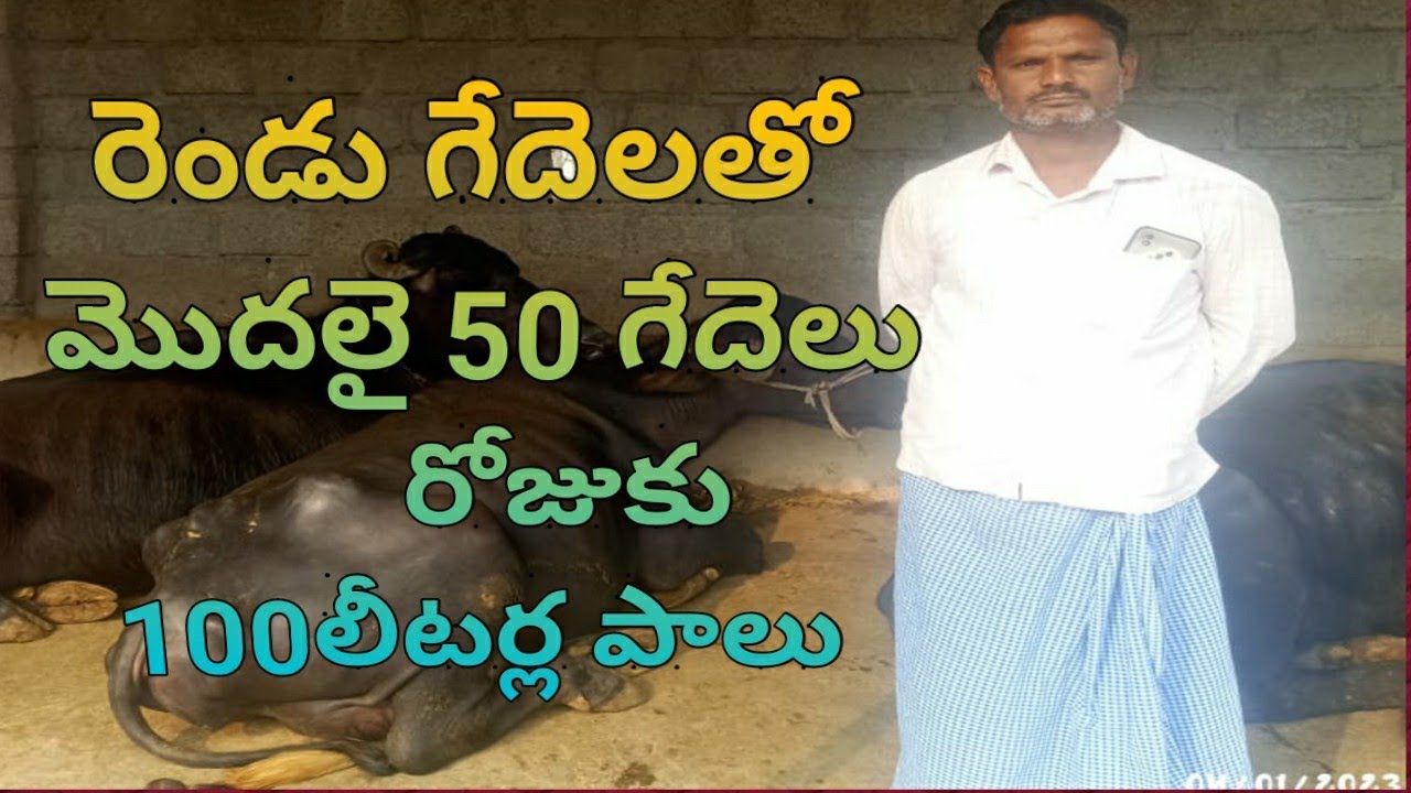 Dairy farm Nirmal dist narsapur mdl kusli village @rahul-ram