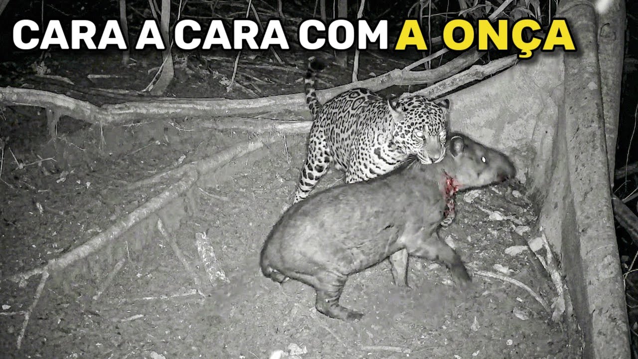EM PLENA MADRUGADA, ONÇA SURGE E PERSEGUE FILHOTE DE ANTA! IMAGEM ÉPICA