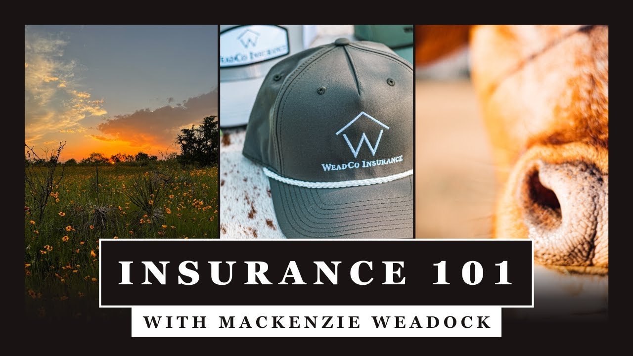 Insurance 101 w/Mackenzie Weadock