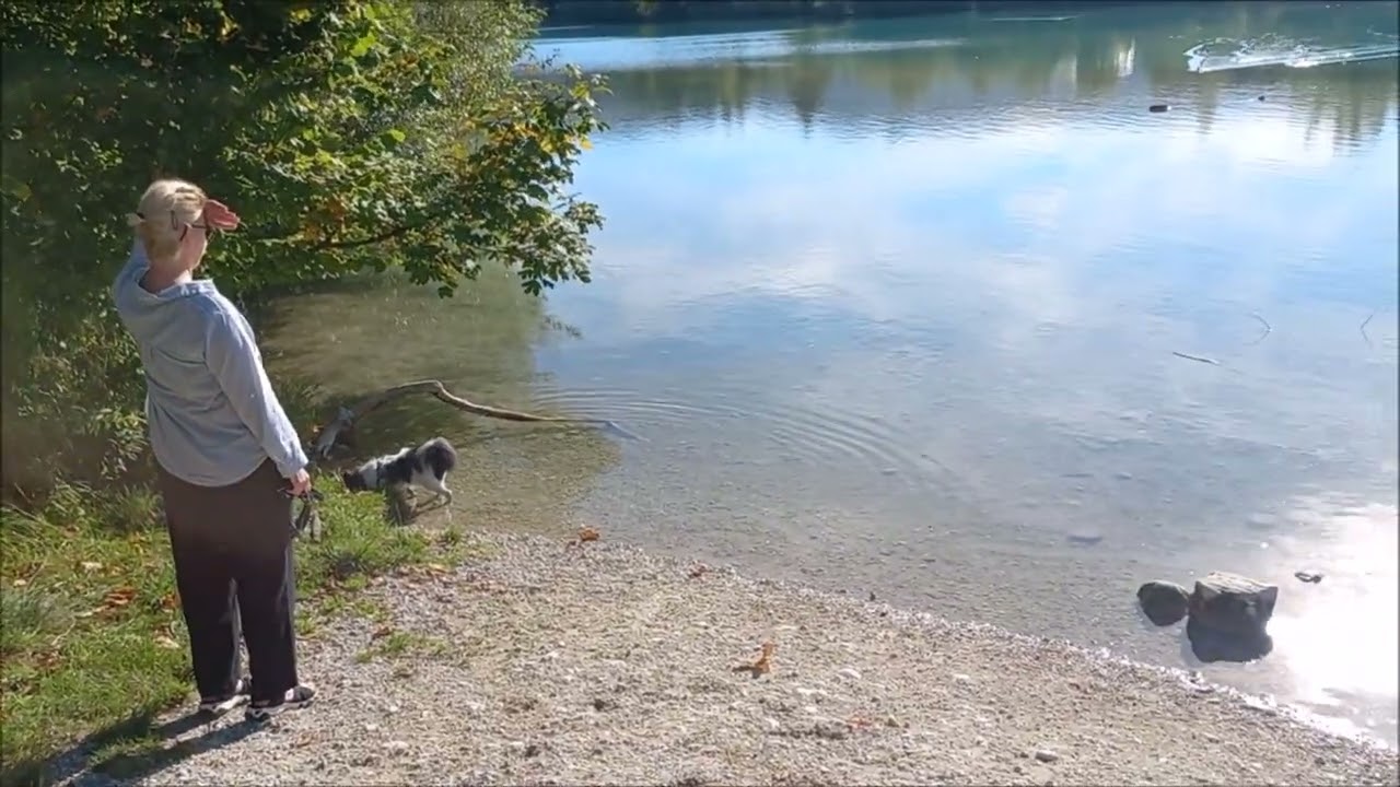 ich Dino, der Papillon- der Urlaubsfan