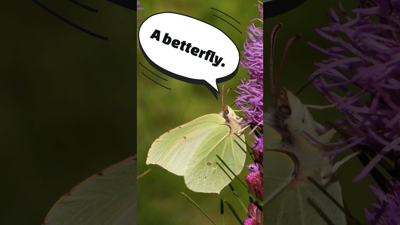 #Insect #challenge Day 27 🌟 Brimstone #butterfly #youtubeshorts #nature #shorts #wildlife #discover