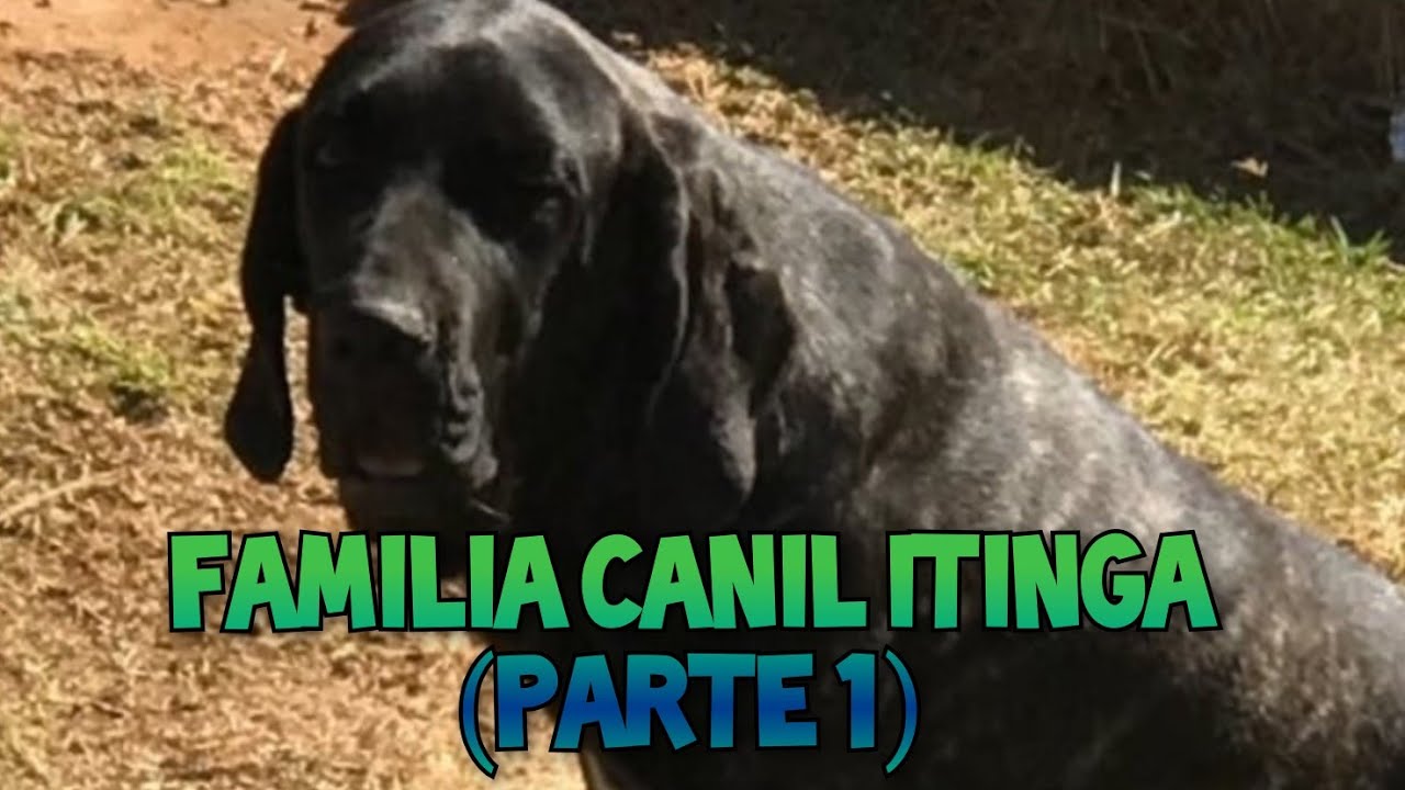 Produções do Canil!  (parte 1)