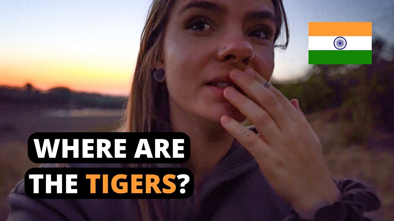 MISSING TIGERS of RANTHAMBORE NATIONAL PARK? 🐅 (PART 1)