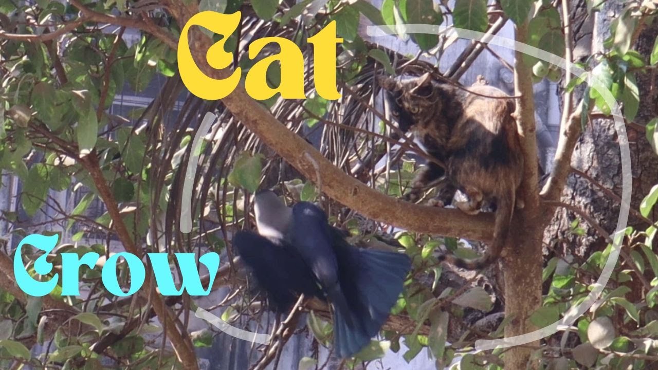 Crow Attacking and Resilience of Cat 🐈‍⬛🐦‍⬛Small Moments of Urban Wildlife Animals and Birds #city