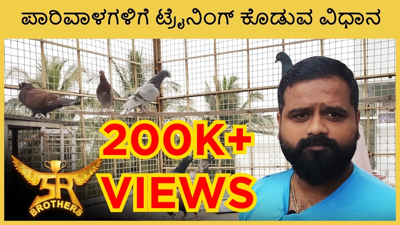 ಪಾರಿವಾಳಗಳಿಗೆ ಟ್ರೈನಿಂಗ್ ಕೊಡುವ ವಿಧಾನ