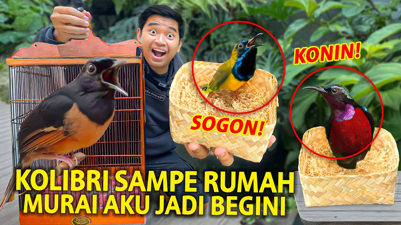 AKHIRNYA SEMUA KOLIBRI SAMPE RUMAH AKU! KONDISI MURAI AKU SEKARANG JADI KAYA GINI!