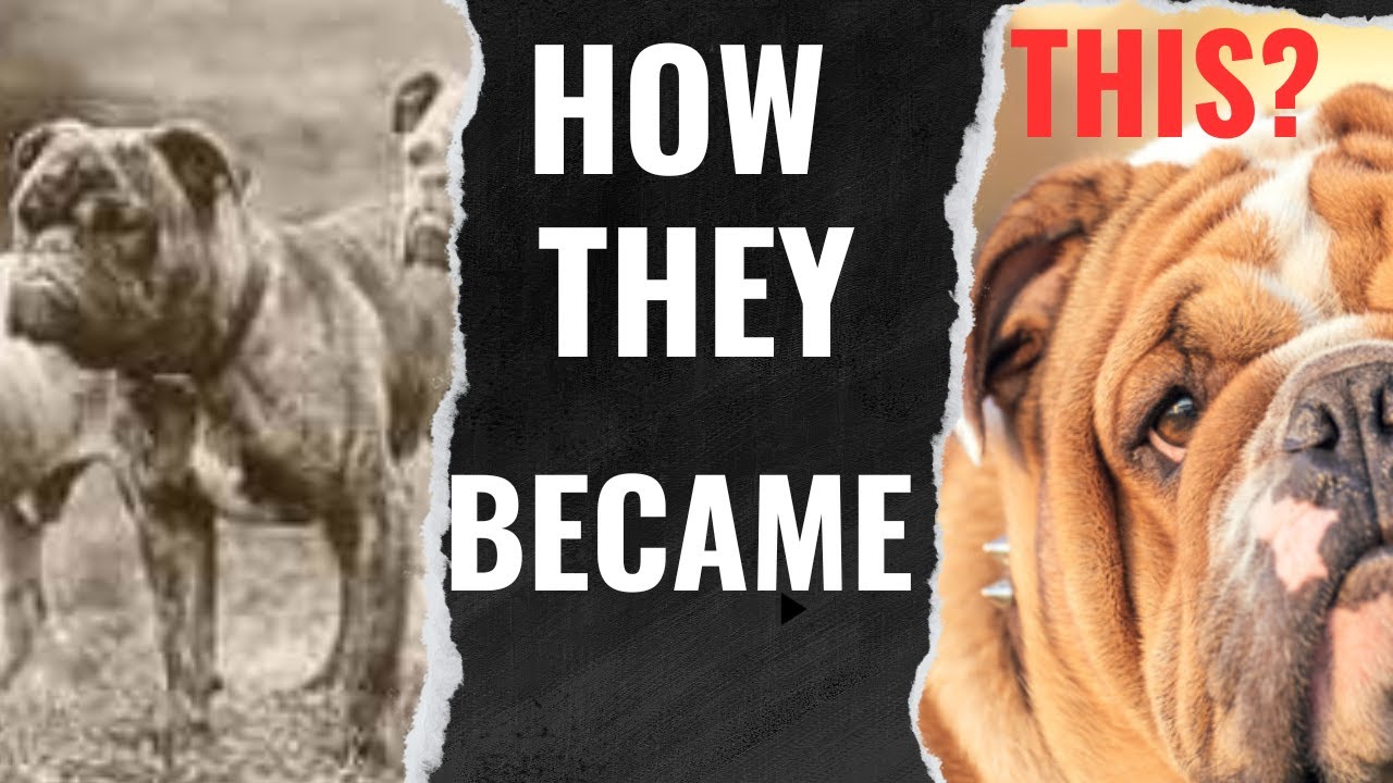 How the rock-hard Old Englisg Bulldog became the