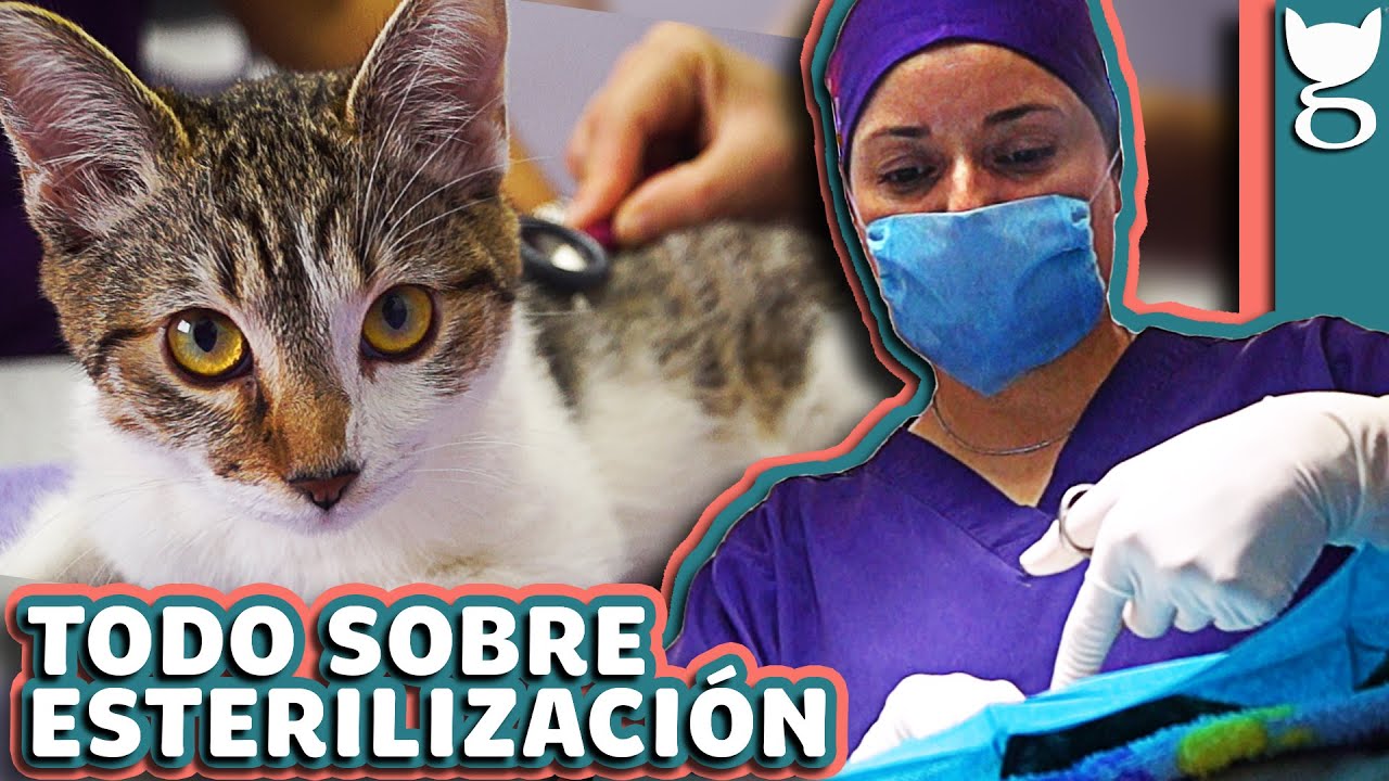 BENEFICIOS DE ESTERILIZAR A MI GATO 😺