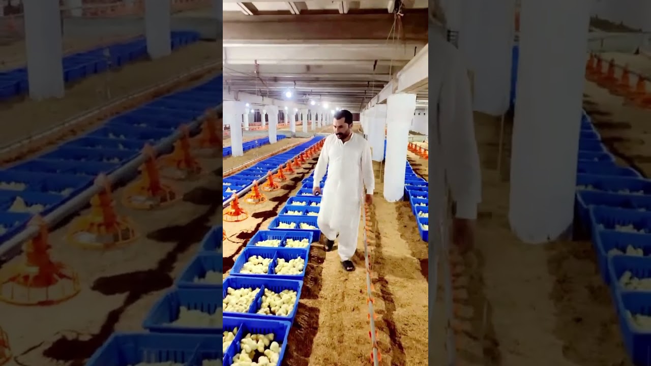 Dawood Khan Poultry Farming Sargodha