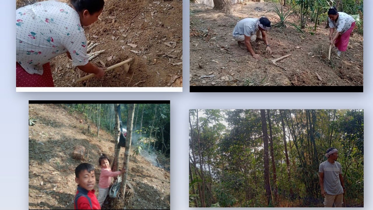 Planting Roots potatoes in fram (Nagaland farmers