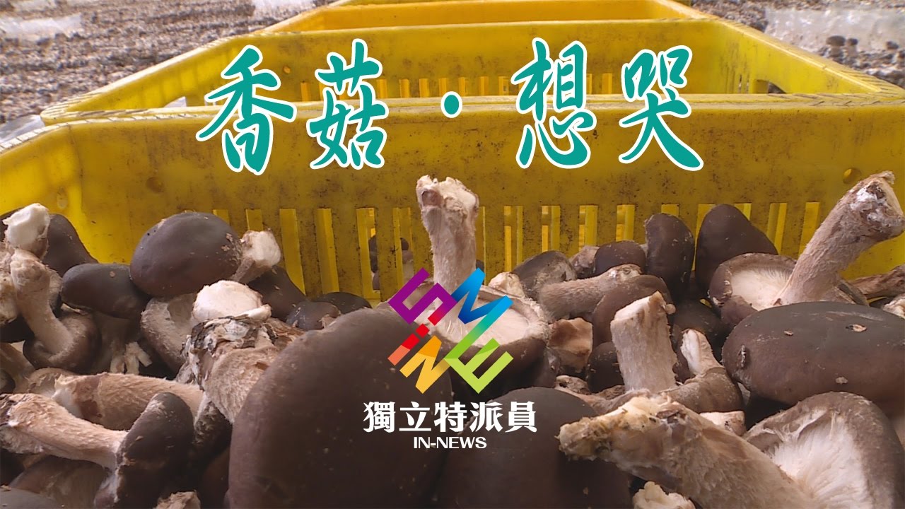 獨立特派員 第481集 (香菇．想哭)