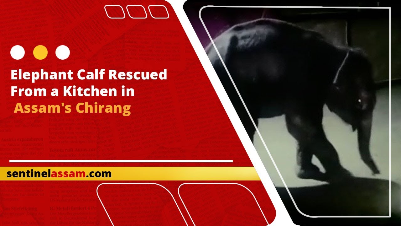 Elephant Calf Rescued From a Kitchen in Assam's Chirang