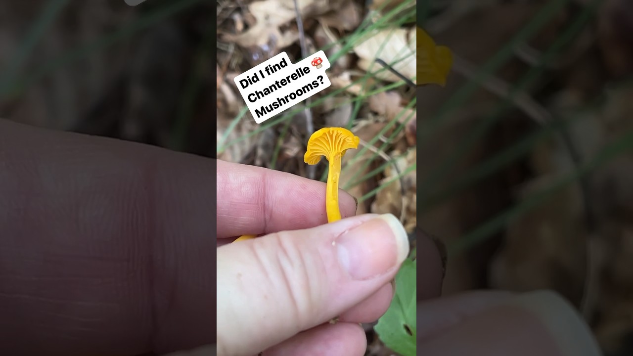 Finding these tiny little orange mushrooms growing on a path into the woods. #foraging #mushrooms