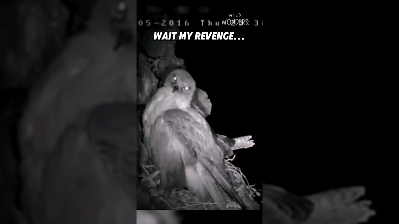 Peregrine Falcon vs Owl! 🔥