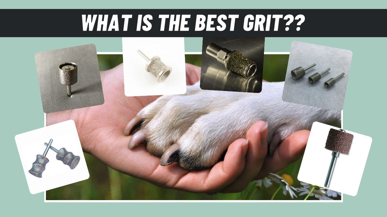 WHAT GRIT Should I Use For Dremeling Dog’s Nails?