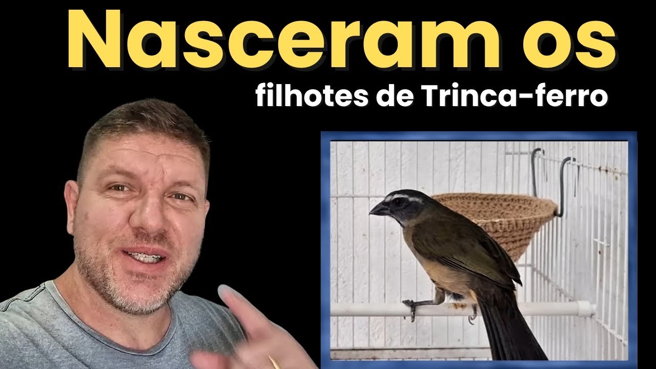 Primeira Ninhada de FILHOTES DE TRINCA-FERRO da Temporada: A EMOÇÃO da Vitória!