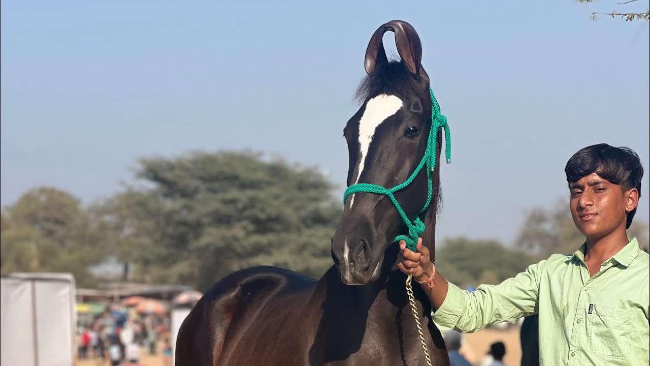 Veer stud farm Marwadi Horse farm #farm  #marwadihorse #Horse #horse 